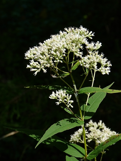 {Eupatorium sessilifolium}